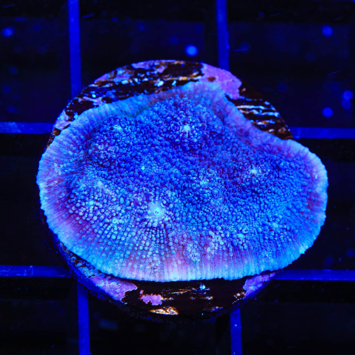 Tyree Blue Chalice Coral
