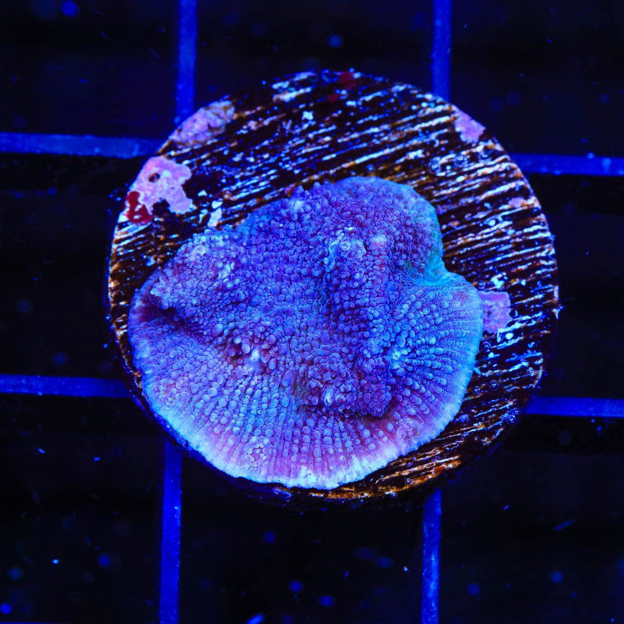 Tyree Blue Chalice Coral
