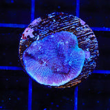 Tyree Blue Chalice Coral