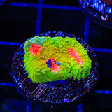 Tyree Bubblegum Monster Chalice Coral