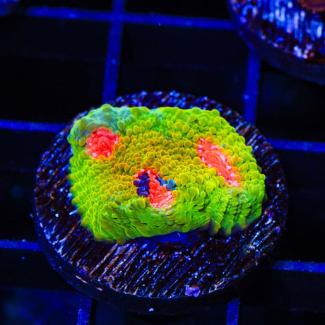 Tyree Bubblegum Monster Chalice Coral