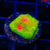 Tyree Bubblegum Monster Chalice Coral