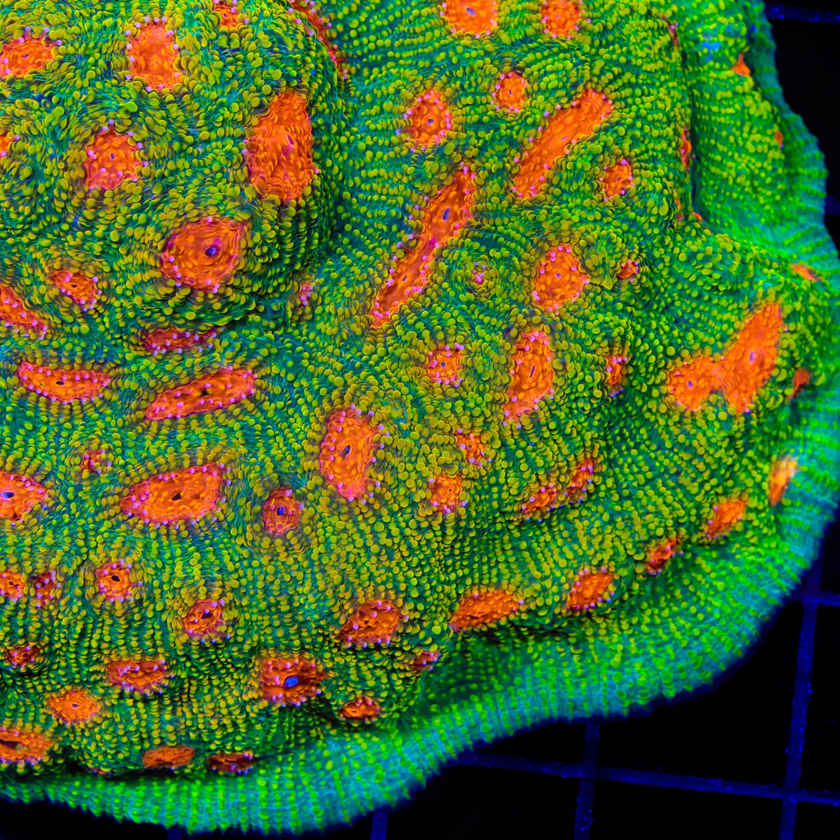 Tyree Bubblegum Monster Chalice Coral