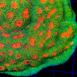 Tyree Bubblegum Monster Chalice Coral