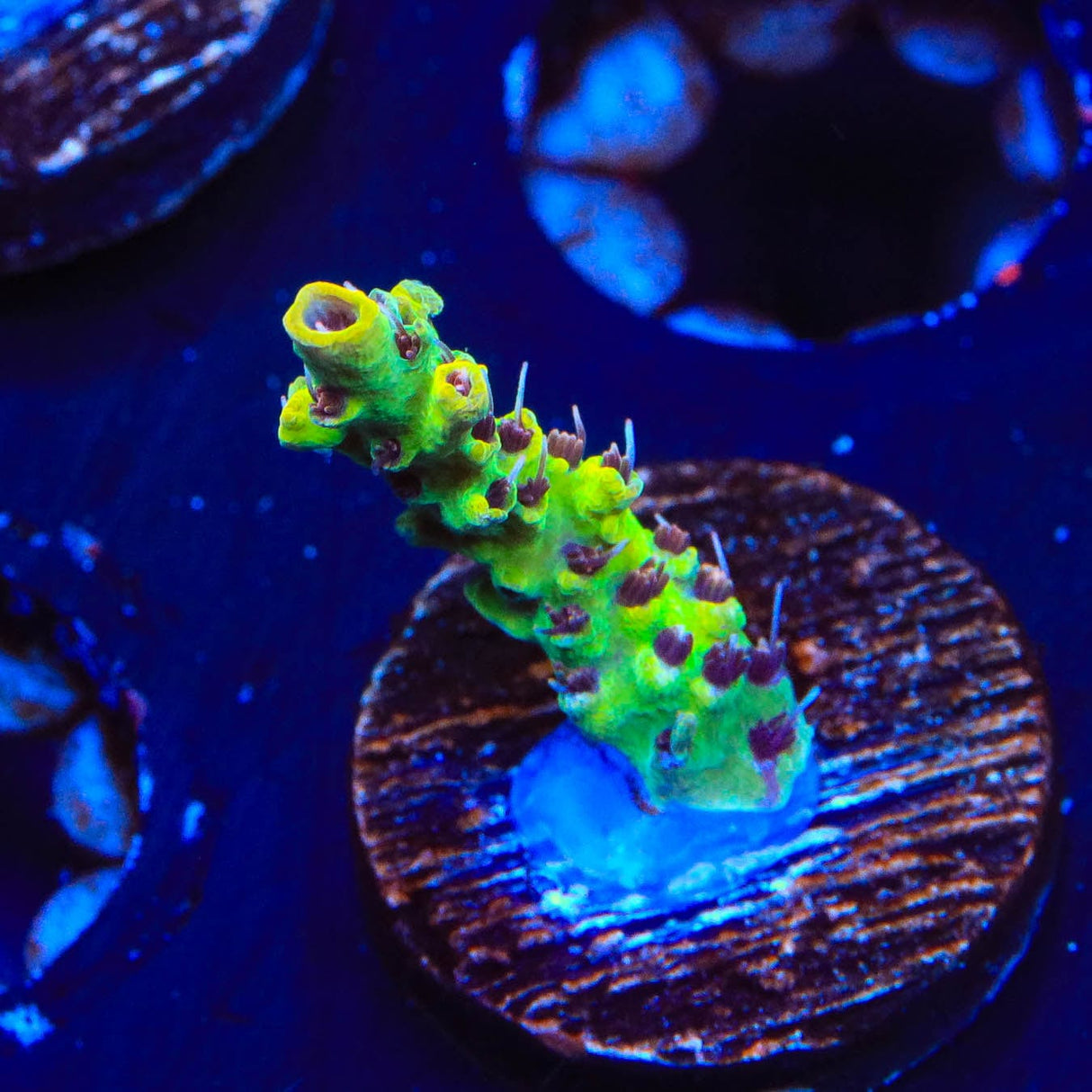 Tyree Pink Lemonade Acropora Coral