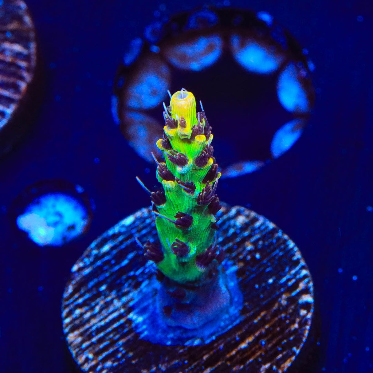 Tyree Pink Lemonade Acropora Coral