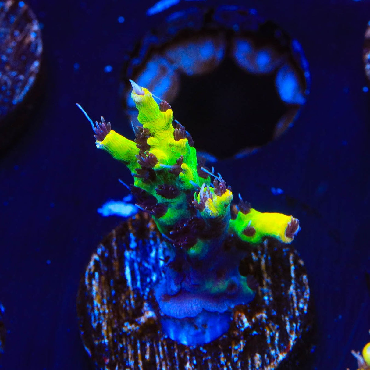 Tyree Pink Lemonade Acropora Coral