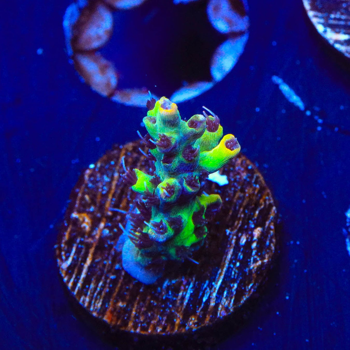 Tyree Pink Lemonade Acropora Coral