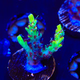 Tyree Pink Lemonade Acropora Coral