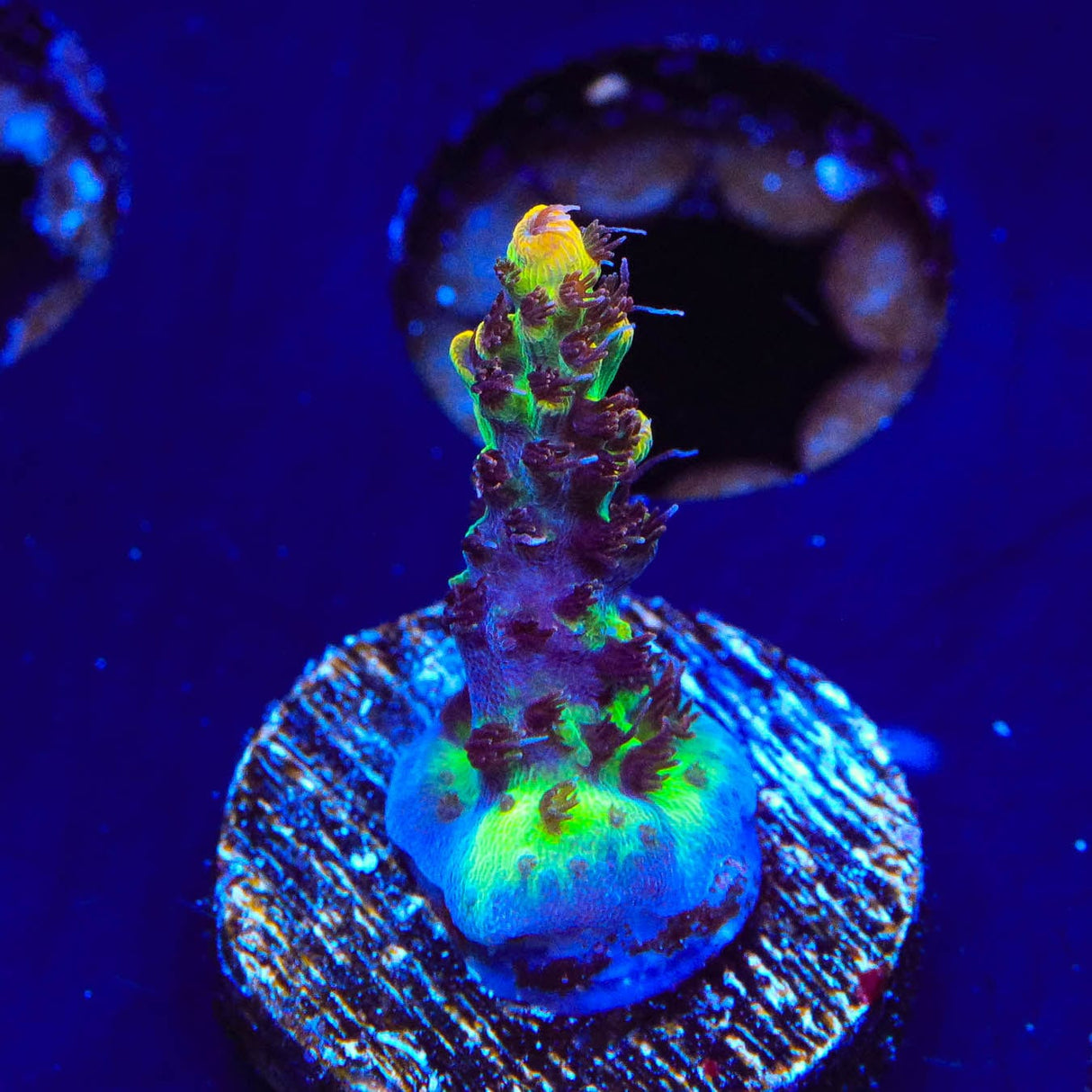 Tyree Pink Lemonade Acropora Coral