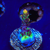 Tyree Pink Lemonade Acropora Coral