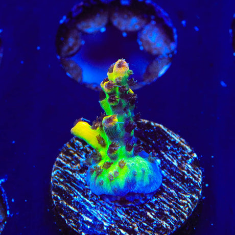 Tyree Pink Lemonade Acropora Coral