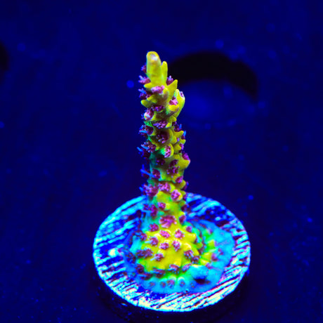 Tyree Pink Lemonade Acropora Coral
