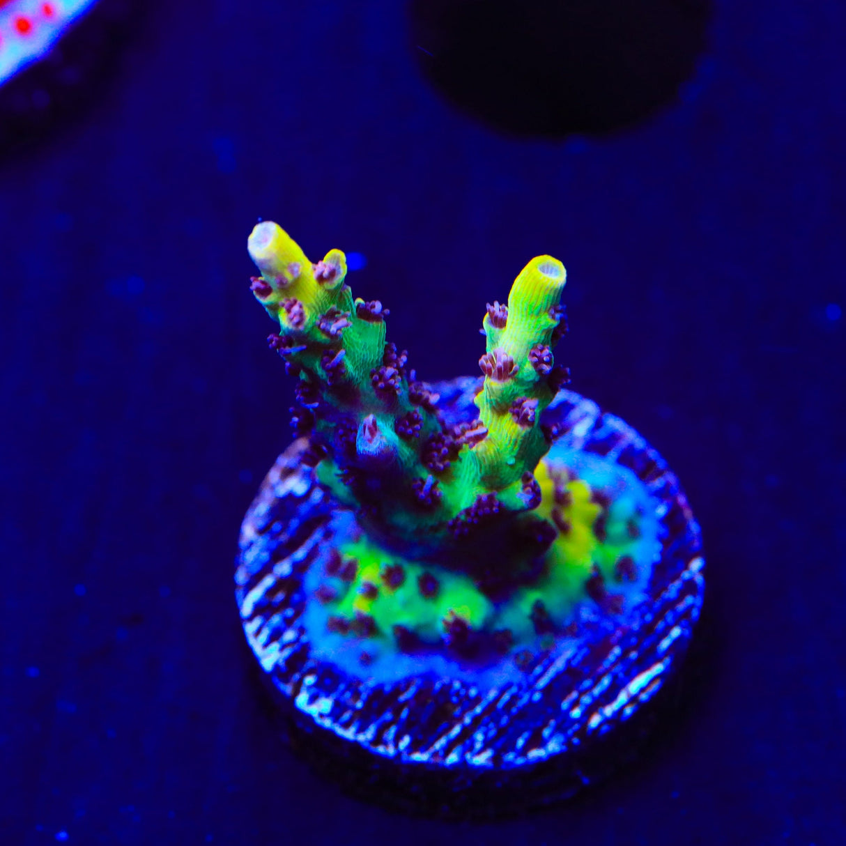 Tyree Pink Lemonade Acropora Coral