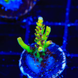 Tyree Pink Lemonade Acropora Coral