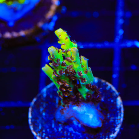 Tyree Pink Lemonade Acropora Coral