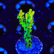 Tyree Pink Lemonade Acropora Coral