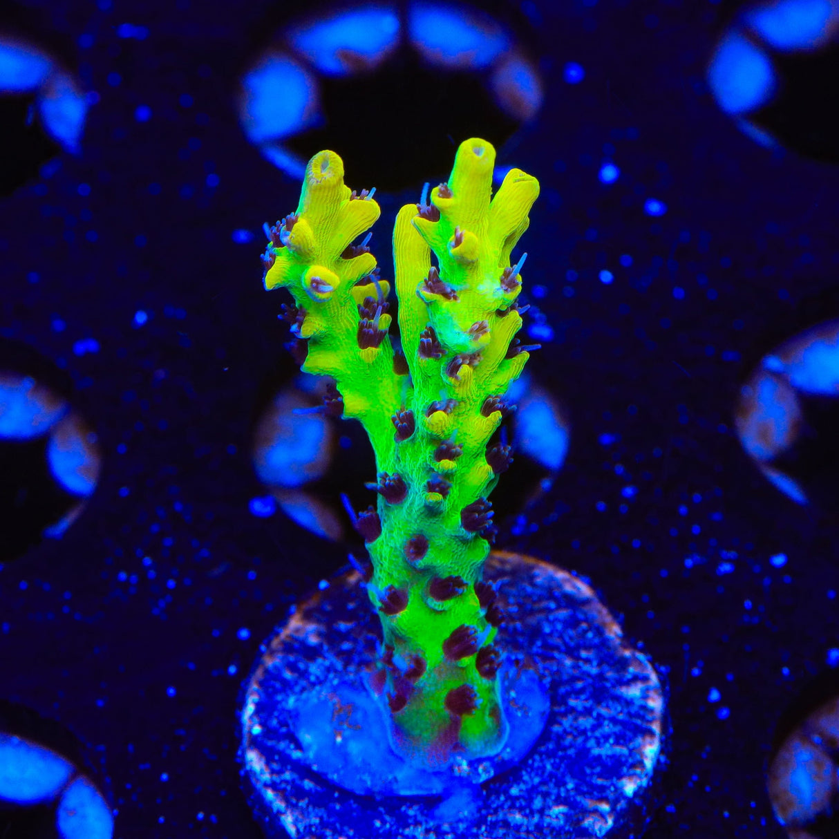 Tyree Pink Lemonade Acropora Coral