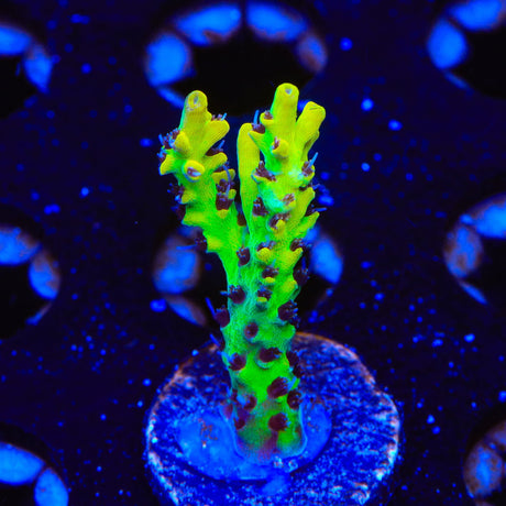 Tyree Pink Lemonade Acropora Coral