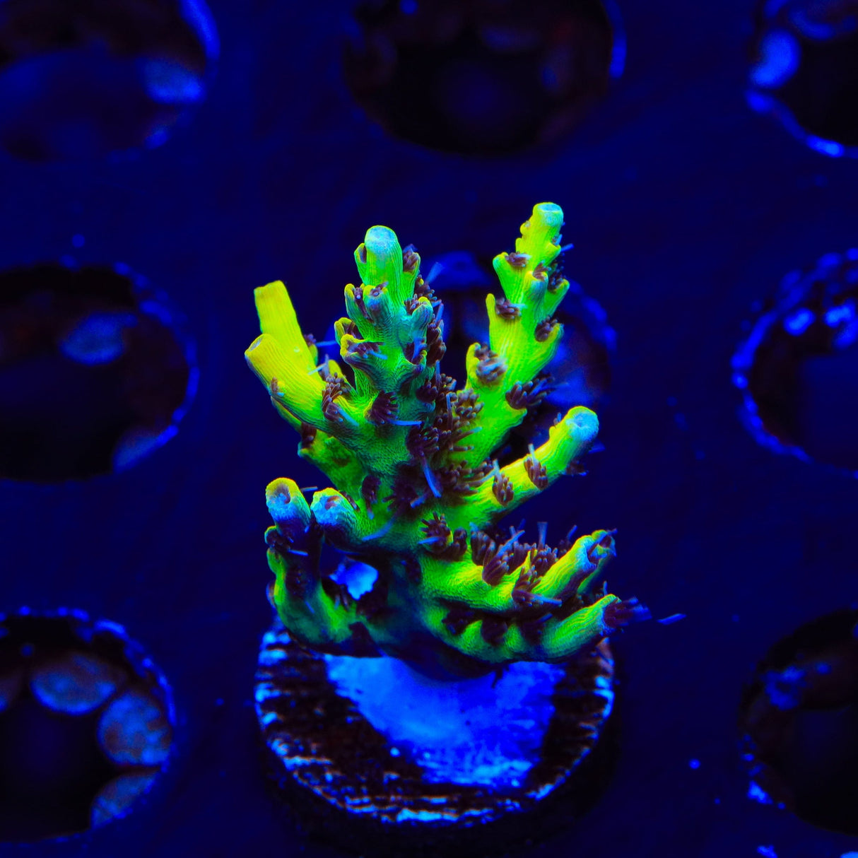 Tyree Pink Lemonade Acropora XL Frag Coral