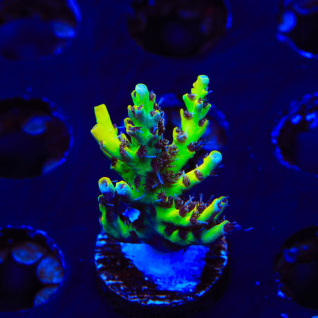 Tyree Pink Lemonade Acropora XL Frag Coral