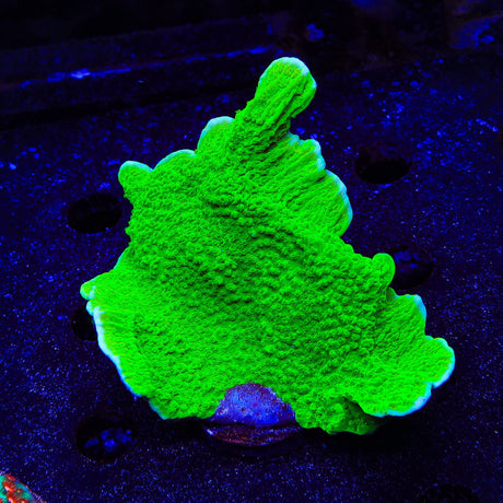 Tyree Toxic Green Aequituberculata Montipora Cap Coral
