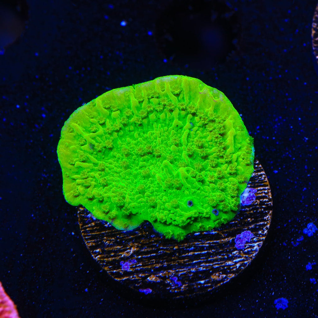Tyree Toxic Green Aequituberculata Montipora Cap Coral