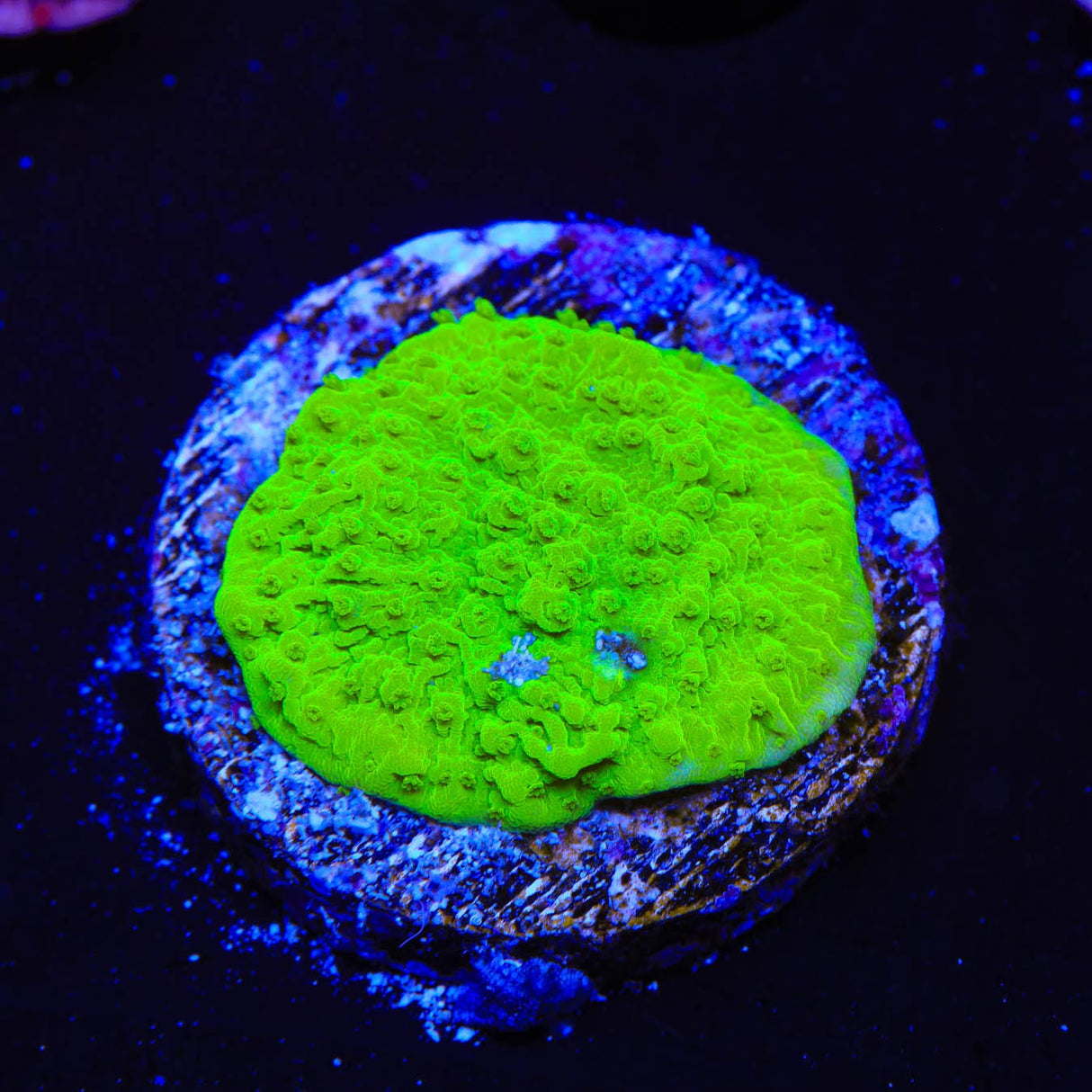 Tyree Toxic Green Aequituberculata Montipora Cap Coral