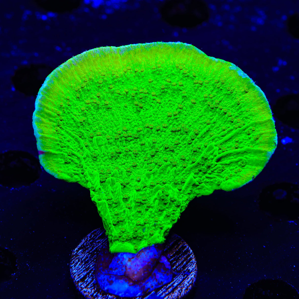 Tyree Toxic Green Aequituberculata Montipora Cap XL Frag Coral
