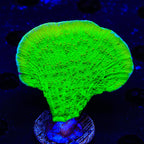 Tyree Toxic Green Aequituberculata Montipora Cap XL Frag Coral