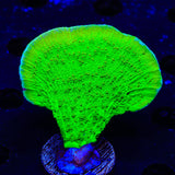 Tyree Toxic Green Aequituberculata Montipora Cap XL Frag Coral
