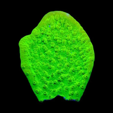 Tyree Toxic Green Aequituberculata Montipora Coral