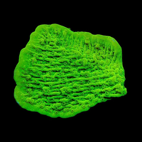 Tyree Toxic Green Aequituberculata Montipora Coral