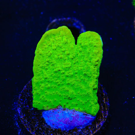 Tyree Toxic Green Aequituberculata Montipora Coral
