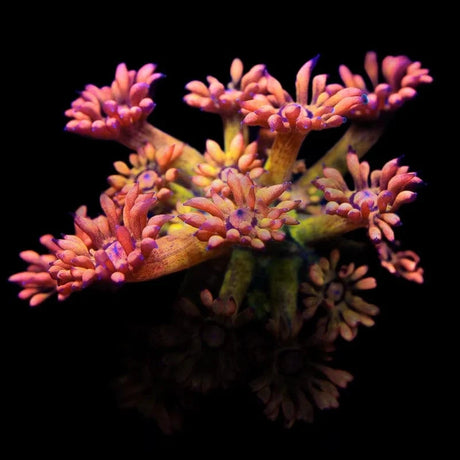 UC Amazeballs Goniopora Coral