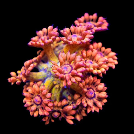 UC Amazeballs Goniopora Coral
