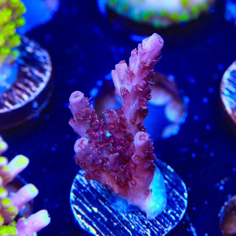 UC Dippin Dots Acropora Coral