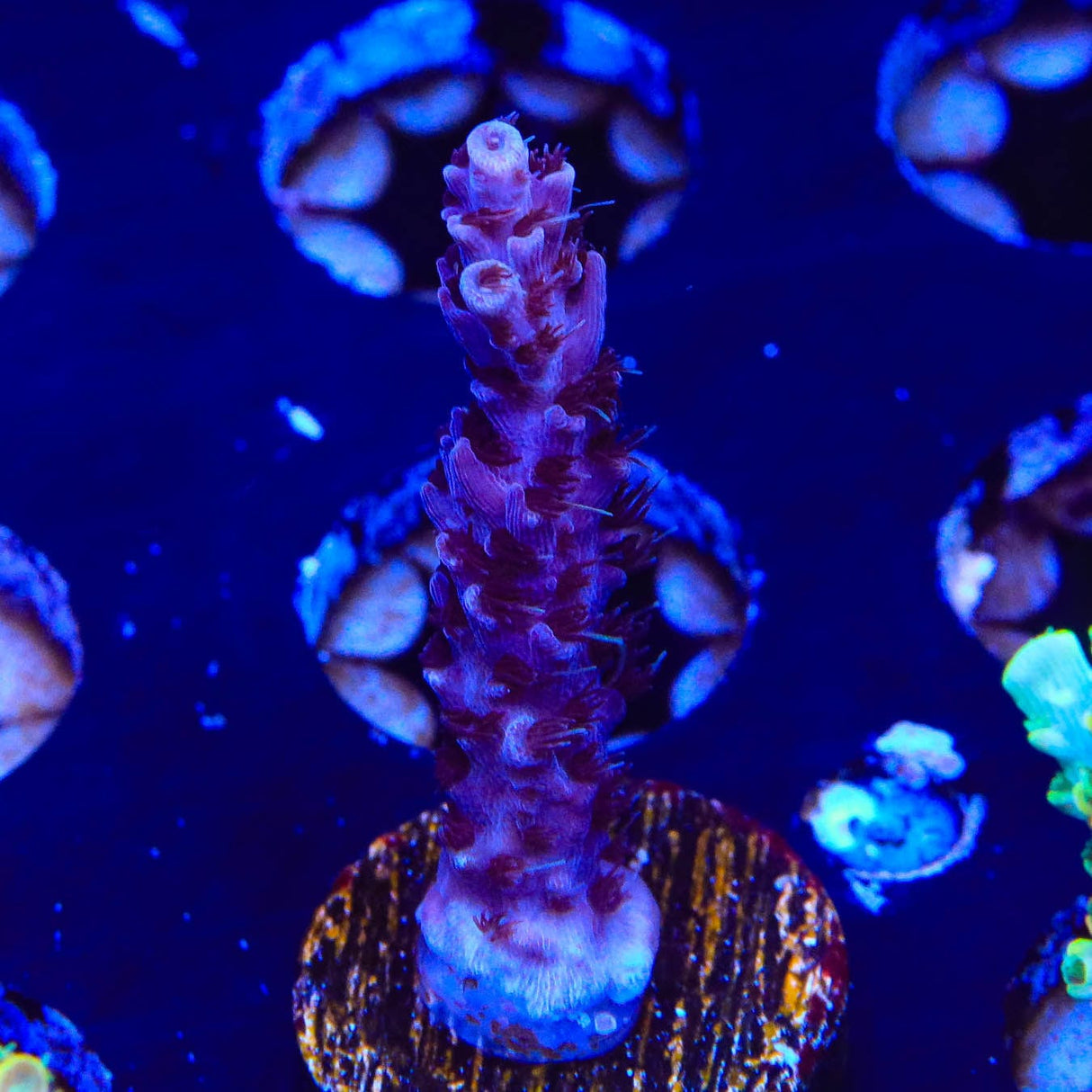 UC Dippin Dots Acropora Coral