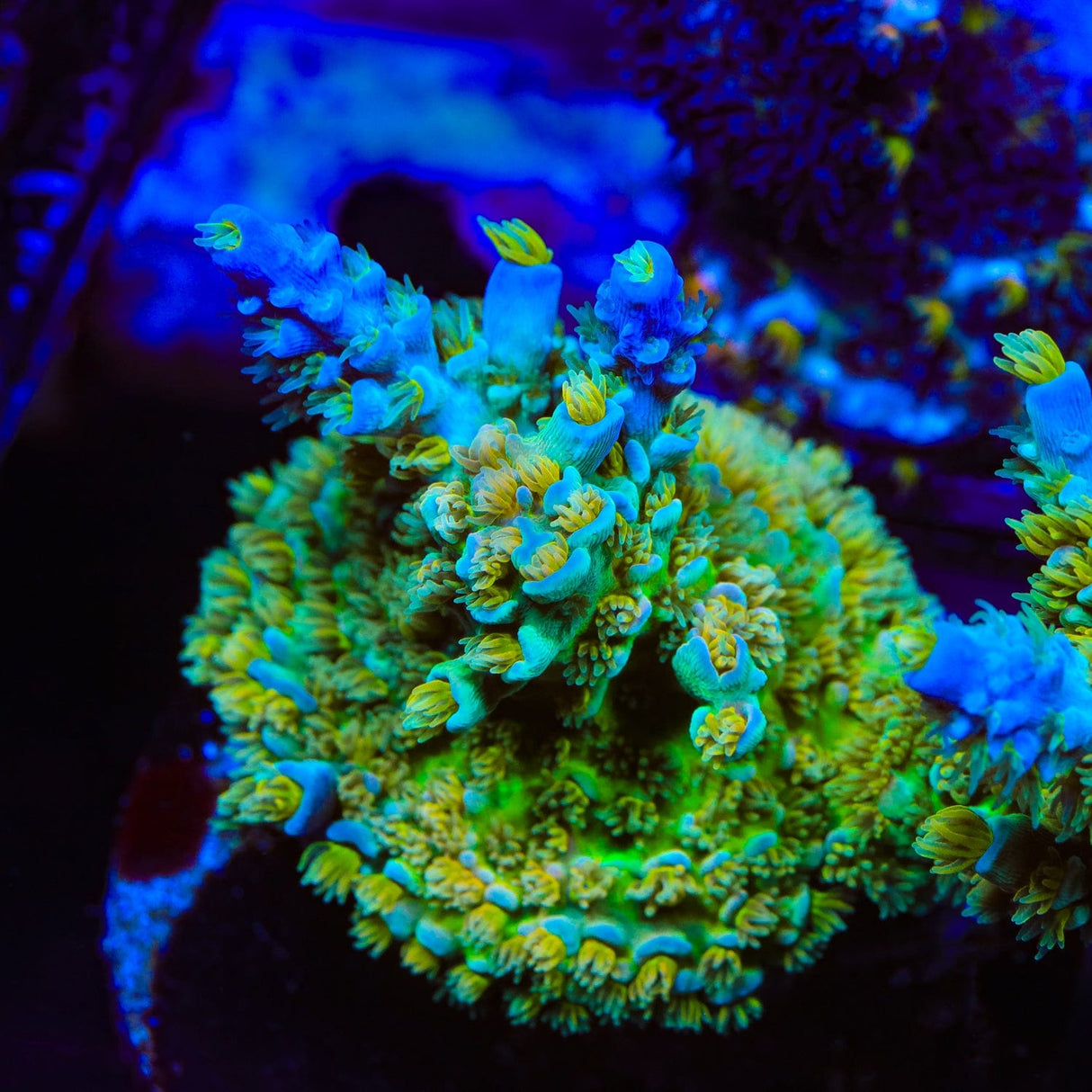 UC Donna Tenuis Acropora Coral