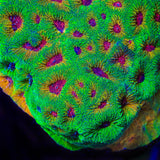 UC Fascination Favia Coral