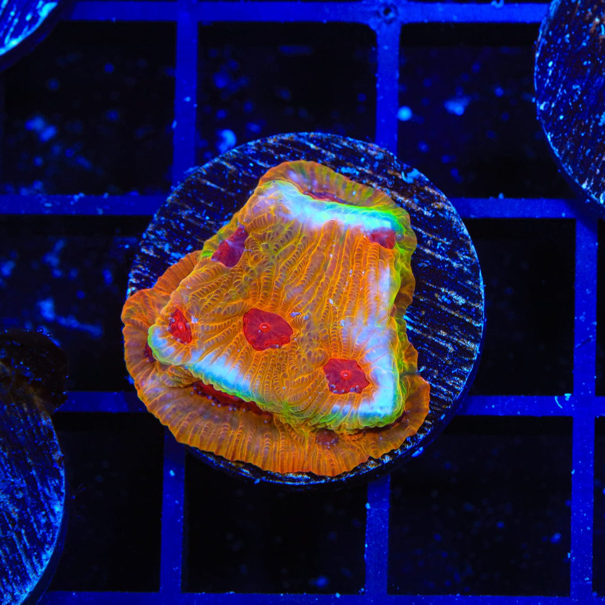 UC Fascination Favia Coral