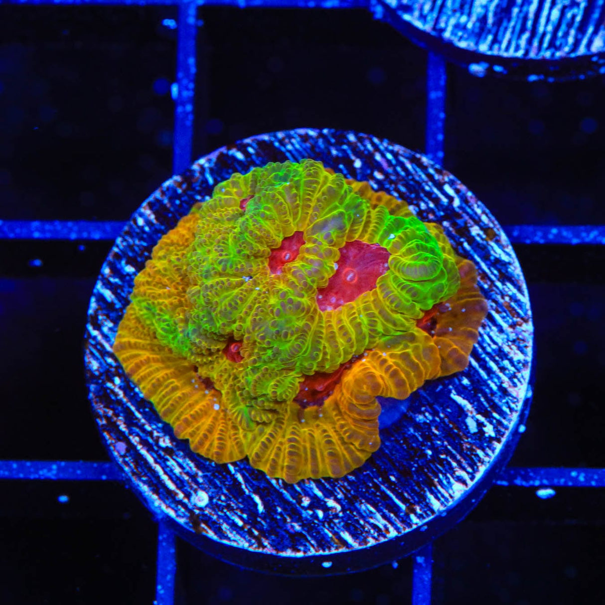 UC Fascination Favia Coral