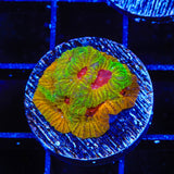 UC Fascination Favia Coral