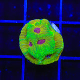 UC Fascination Favia Coral
