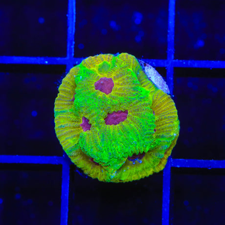 UC Fascination Favia Coral