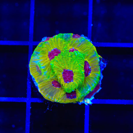 UC Fascination Favia Coral