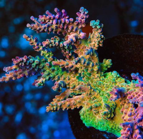 UC Jaw Dropper Jr Acropora Coral
