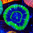 UFO Scolymia Coral