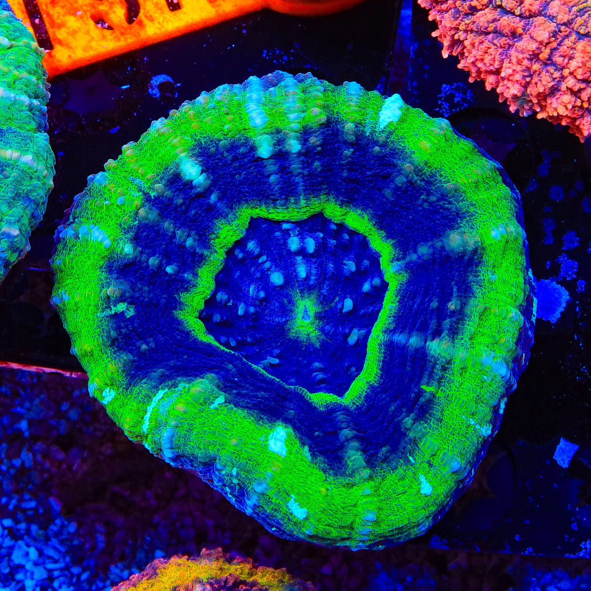 UFO Scolymia Coral