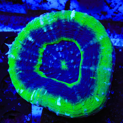 UFO Scolymia Coral